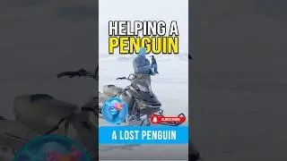 Helped a Lost Penguin ❄️🐧 | A Frozen Journey | Ai shorts #shorts #penguin #ytshorts