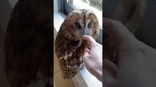 #owl #owlhouse #owls #owllove #parrot