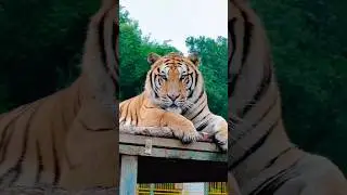 #RoarOfTheBeast #FearTheTiger#JungleKing #PredatorPower #youtubeshorts