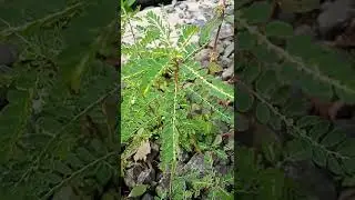 daun herbal alami Meniran #shorts #ytshorts #tanamanobat #tanaman #tanamanherbal #obatherbal