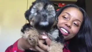 My New Yorkiepoo Puppy! 7 Weeks Old!