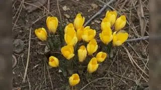 Crocus Yellow Mammouth (Крокус Еллоу Маммос)