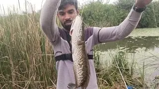 Murrell fish Catching with Hook 🦈 | Snakehead Fish hunting 🎣