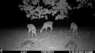 Young Deer chases off Raccoons|Red-tailed Hawk and Coyote pay a visit
