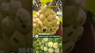 🤯 1KG சீதா பழம்: Grow this Heavenly Sweet Custard Apple Plant for Big Profits!😋