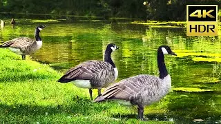 Ducks and Grass (HDR10+) HDR 4K Ultra HD Sample Footage // HDR10 Plus UHD
