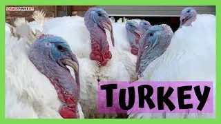 TRUTHAN PUTE TURKEY GOBBLER | SWISSPOWERJET