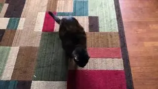 cats blatantly ignore social distancing regulations