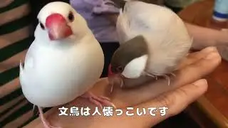 【Bird cafe】鳥カフェに行って来ました２　Cute gestures of birds２