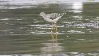 Petit Chevalier - Lesser Yellowlegs - Tringa flavipes