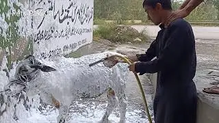 Cow Washing With Intelligent Technology Machine