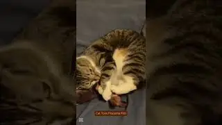 Are You Missing Out On The BEST Cat Toys Like Flopping Fish | #cats