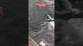 Someone caught fish @ Queenscliff #fishing #ตกปลา #geelong #melbourne #คนไทยในต่างแดน