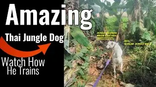 Amazing Thai Jungle Dog #dogtraining