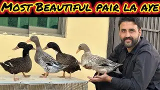 Most Beautiful Ducks 🦆 Mini Zoo Mein La Aye