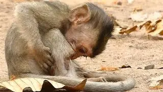 Baby Monkey Alba Update | Poor Baby Monkey Clean Wound | Newborn Babies  Monkey