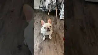 French Bulldog Sad Talking #Shorts