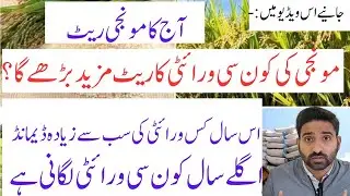 Today Paddy(مونجی)Rate Update|Which Variety Price Will Increase Next?|Future Demand 2026 Rice Season