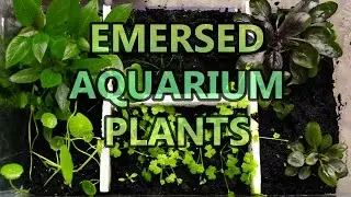 Emersed Aquarium Plants | Setup and Final Result
