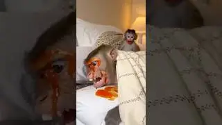 Baby has NO idea what he did 💀🌶️ #babymonkey #funnyanimals #mom #reaction #fyp