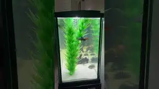 New Red Tailed Black Shark