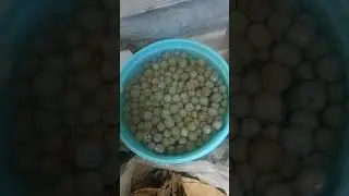 agimat Kong mga hawak,sa haring bato at BAKAL.part 13.