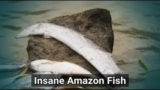 The Amazon River is Home to Some Insane Fish