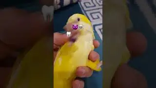Yellow Lutino Quaker Parrot Please Subscribe ✅😍🦜 #parrots #shorts #lutino #lutinocockail #funnyparot