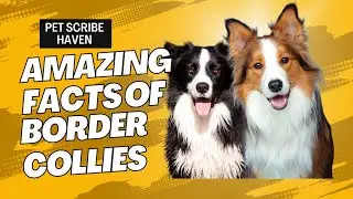 Ultimate Border Collie Information: Training, Care, and Fun Facts