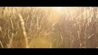 Shōka - Purple Skies (Official Video)