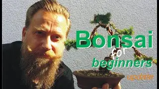 Dein erster Bonsai- aber wie?: und wie es weiter geht