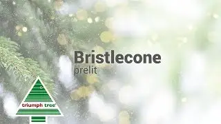 Triumph Tree - Bristlecone (Hinged)