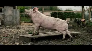 New Pigs on the Block - trailer NL OT