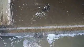 可哀想なカルガモ