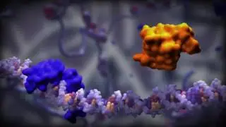 DNA Binding Protein Ikaros Isoform 16