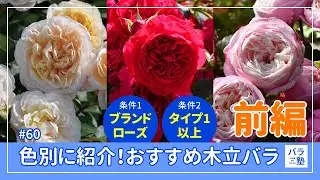 #60 色別に紹介！おすすめの木立バラ（前編）【条件：ブランドローズ、タイプ1以上】