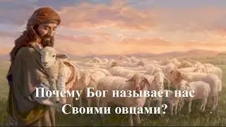 Интересный факт:«Почему Бог называет нас своими овцами?»