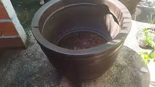 Cereja-do-Rio-Grande em vaso