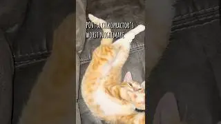 Contortionist polydactyl kitten decides physics doesn&rsquo;t apply