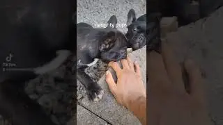 Mischievous French Bulldog puppies from Frenchie Nation