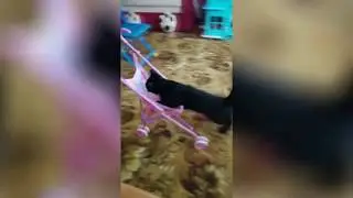 Jay Ville - racing cat