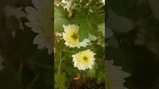 Crysathemum sp. (Asteraceae family)