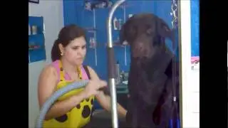 divis&oacute;rias de vidro seguran&ccedil;a e conforto para voc&ecirc; e seu Pet
