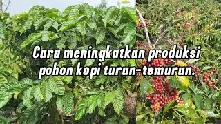 Cara turun-temurun meningkatkan produksi pohon kopi agar maksimal