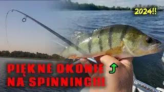 Piękne okonie na Spinning!! | Letnie okonie | Wędkarstwo 2024!!!