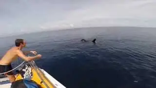 Swimming with orcas from sailing catamaran Nakamal