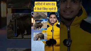 How snakes and bear like cold blooded animals survive in extreme winters