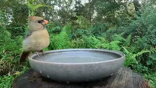 Gray Catbird and Northern Cardinal