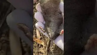 Don&lsquo;t step on it. Mr.Mole(Mogera imaizumii)