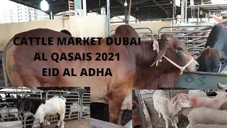 Cattle Market Dubai Al Qusais 14 July 2021